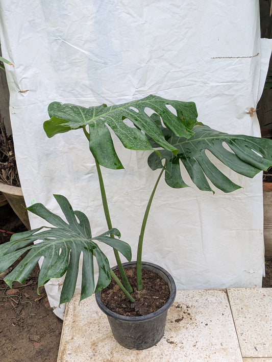 Monstera deliciosa