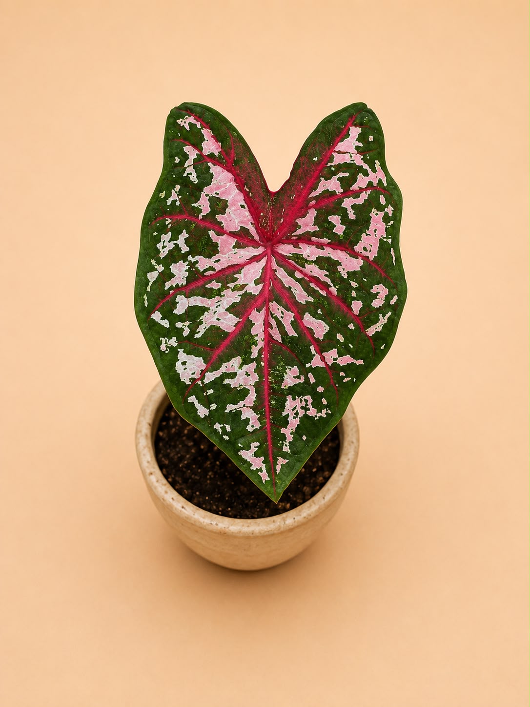 Caladium