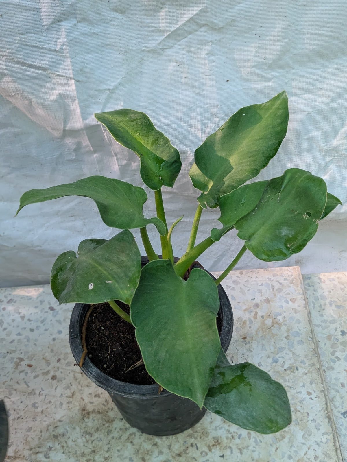 Philodendron rogusum
