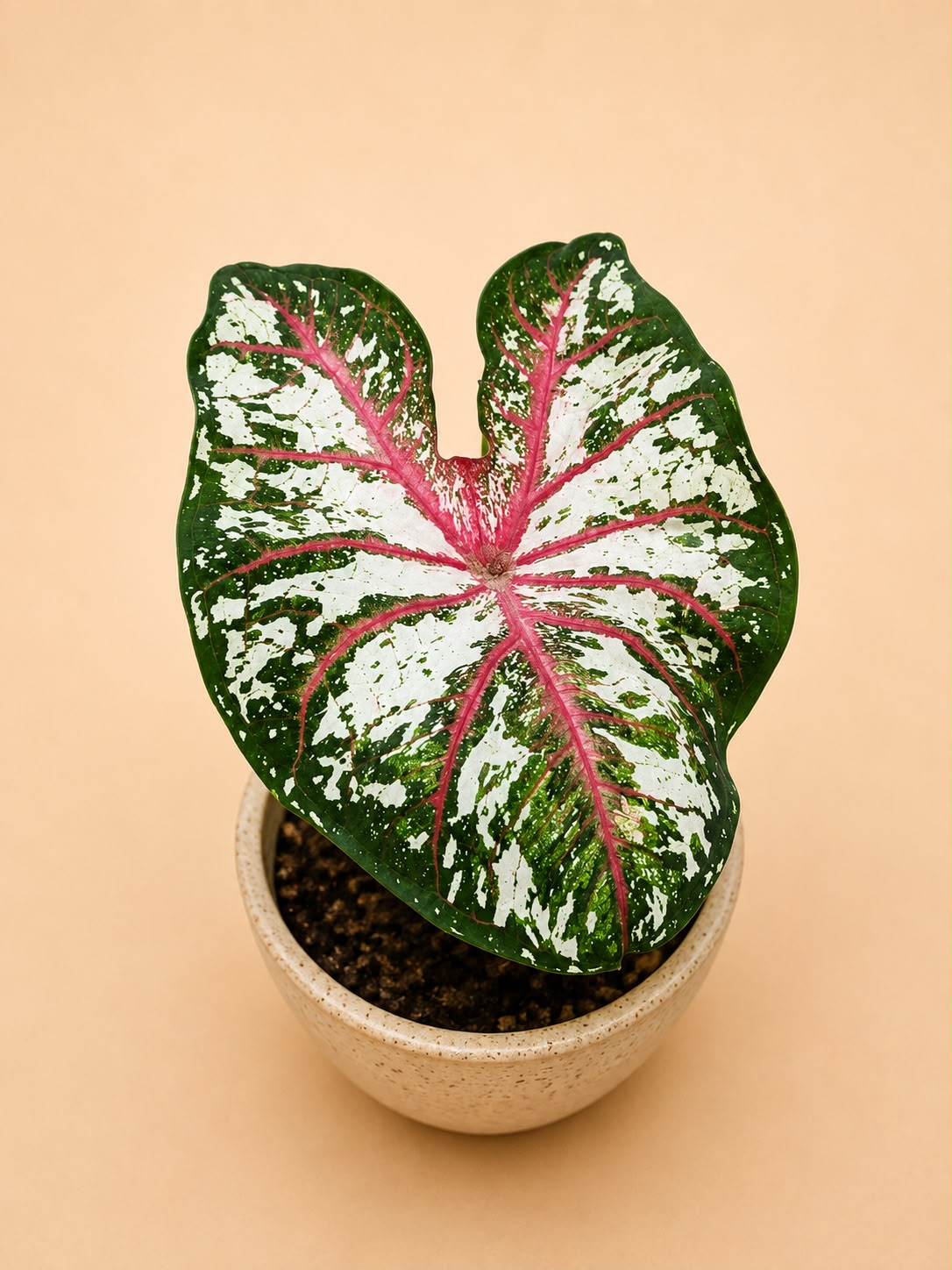Caladium