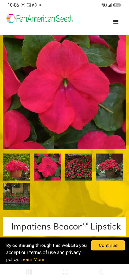 Impatiens Beacon f1  seedling per dozen