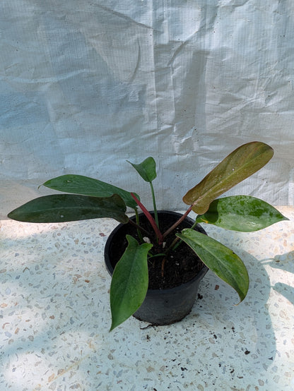 PHILODENDRON FLORIDA BRONZE
