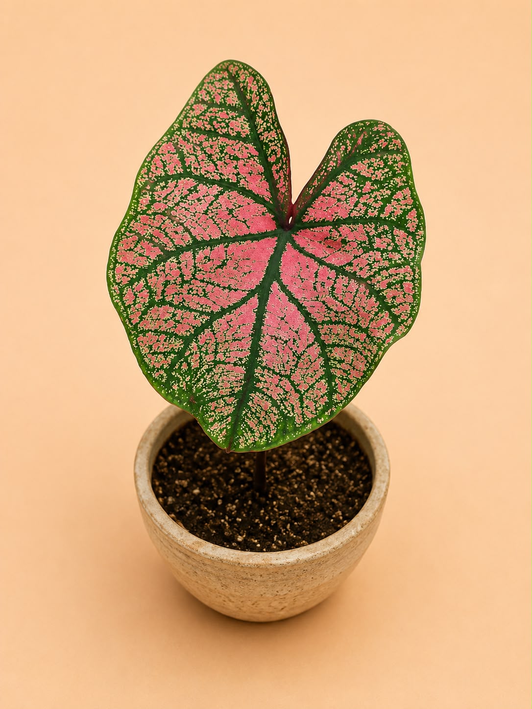 Caladium
