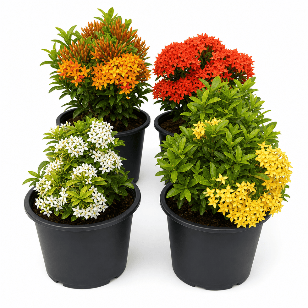 Ixora dwarf bundle of 3(mix)