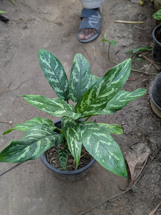 Aglaonema tigress