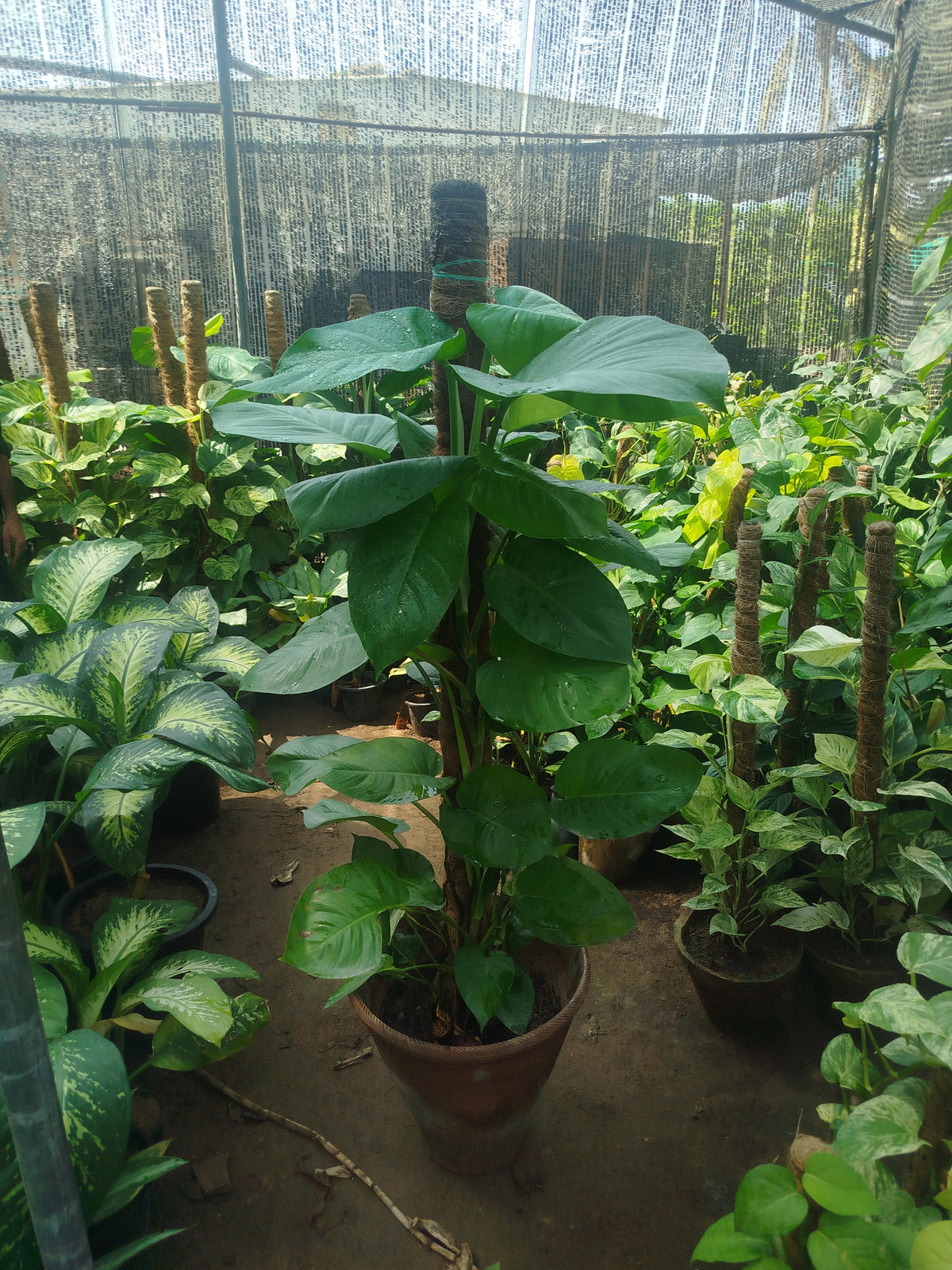 Money plant epipremnum aureum (karachi only)