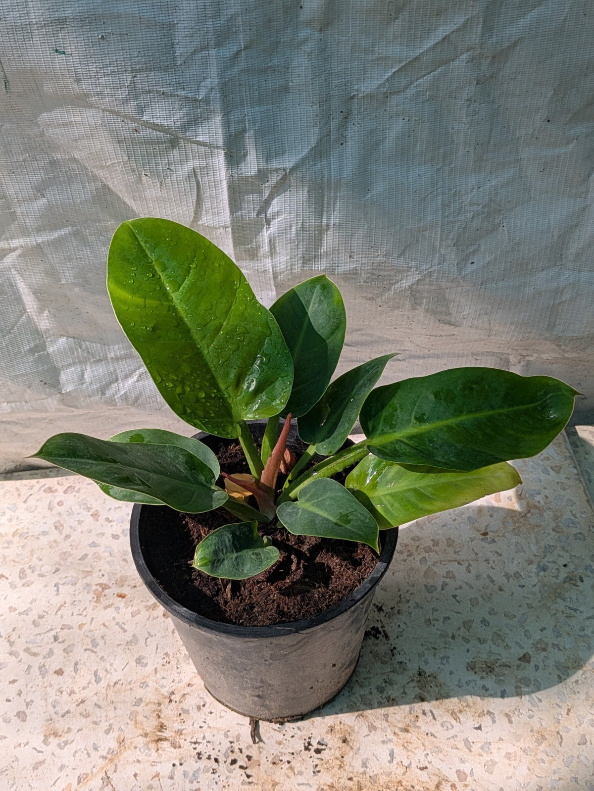 Philodendron melinoni