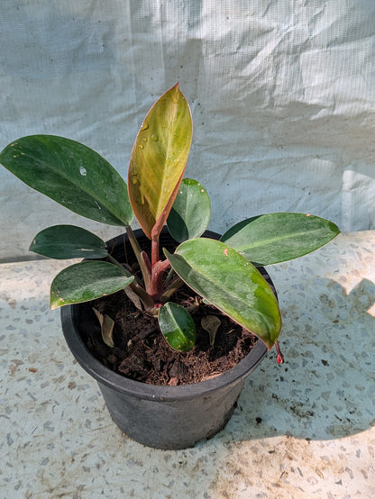 Philodendron Prince of orange