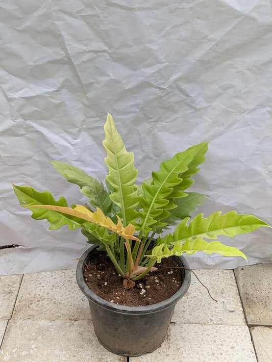 Philodendron ring of fire gold