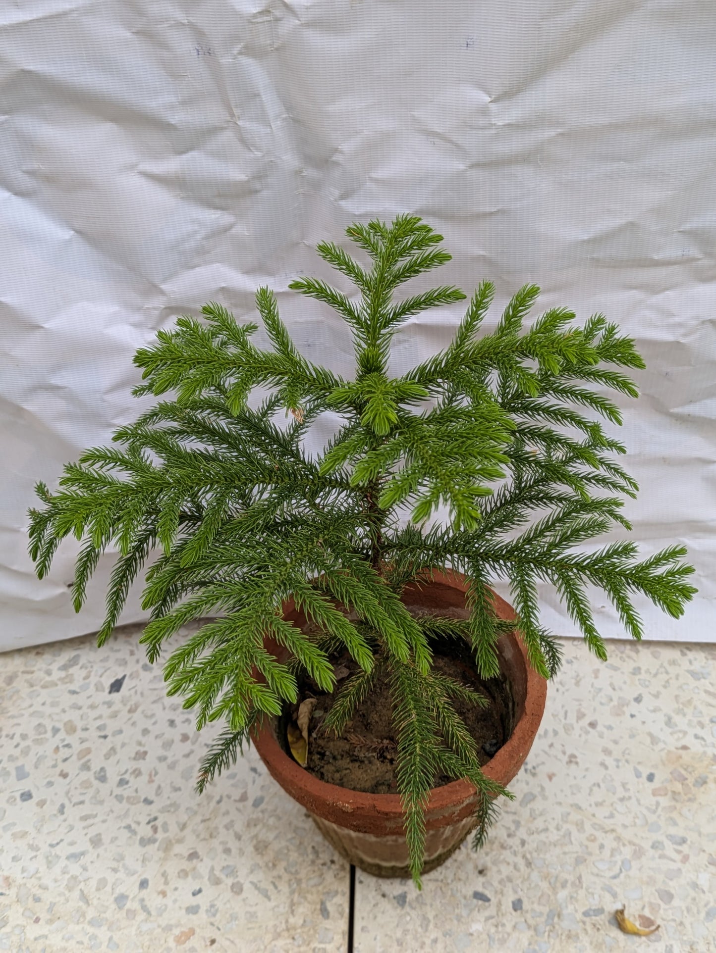Christmas tree plant Araucaria heterophylla