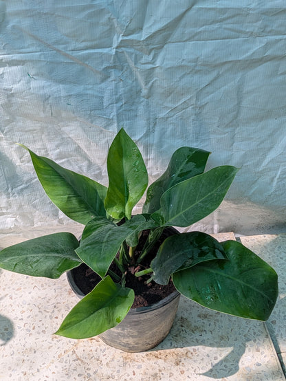 Philodendron melinoni
