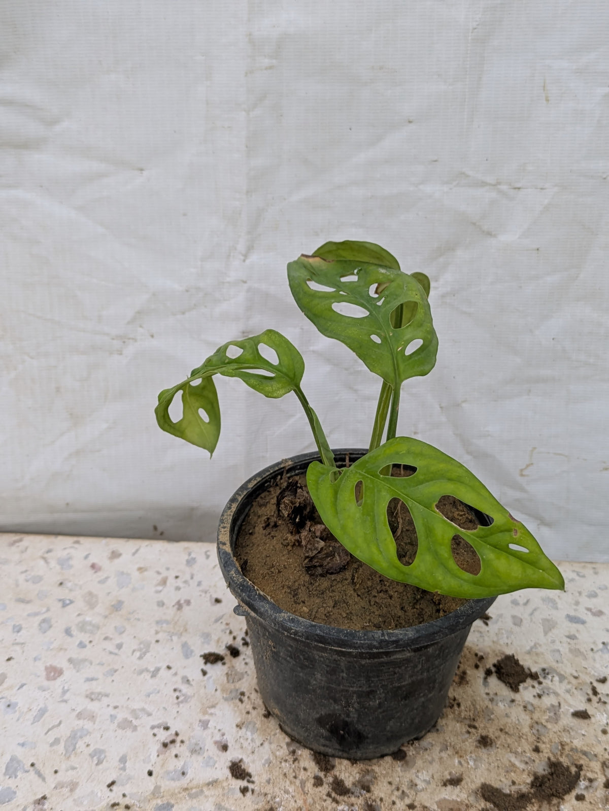 Broken heart (Monstera adansonii)