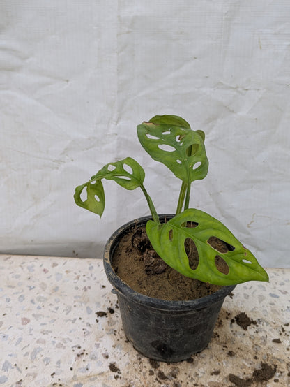 Broken heart (Monstera adansonii)