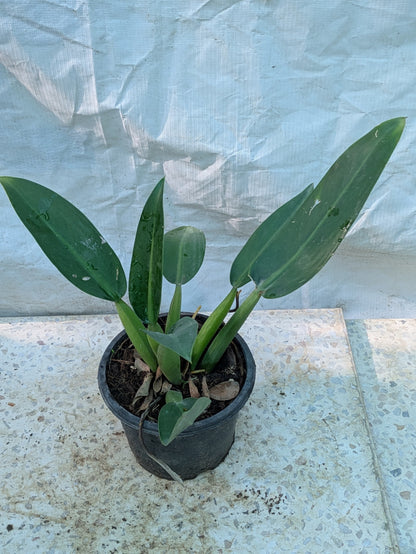 Philodendron fat boy