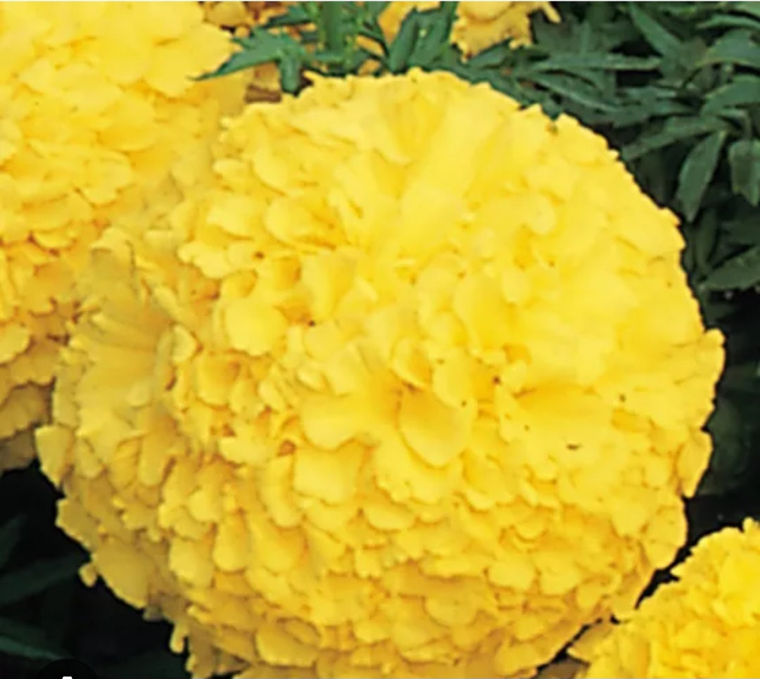 Marigold african genda Paneeri (seedling) per dozen
