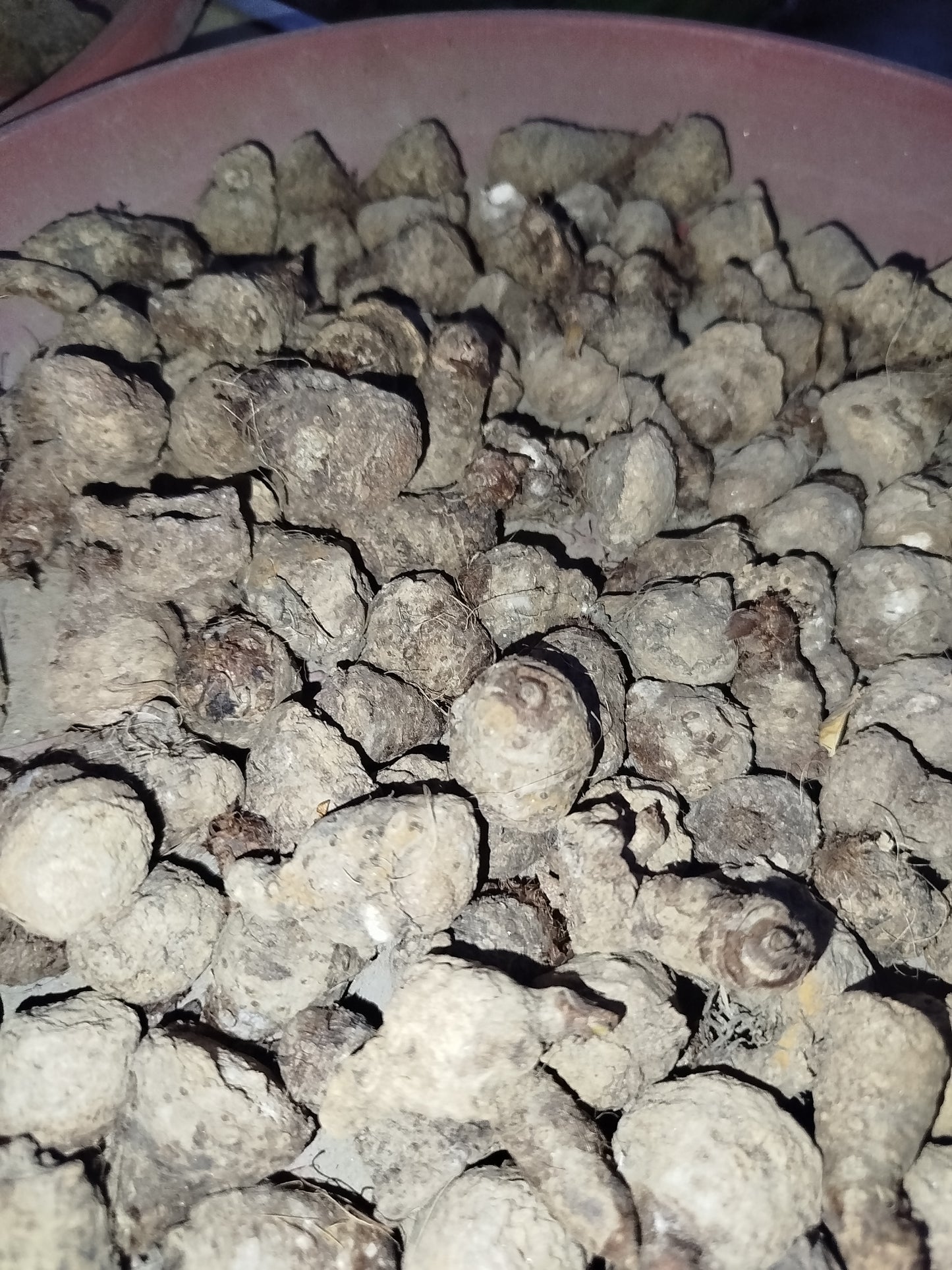 Thai Caladium bulbs