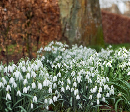 Galanthus snowdrop