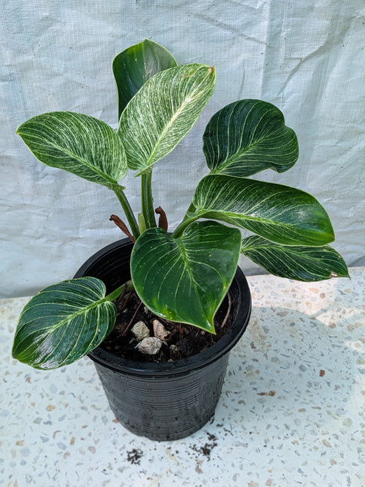 Philodendron birkin