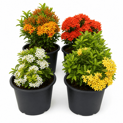Ixora dwarf bundle of 4 (mix)