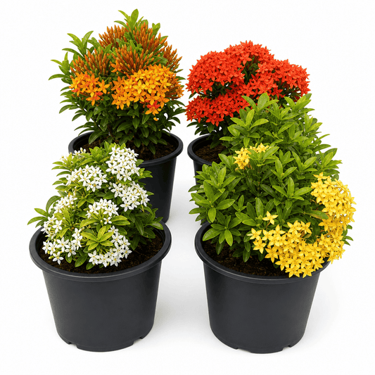 Ixora dwarf bundle of 4 (mix)