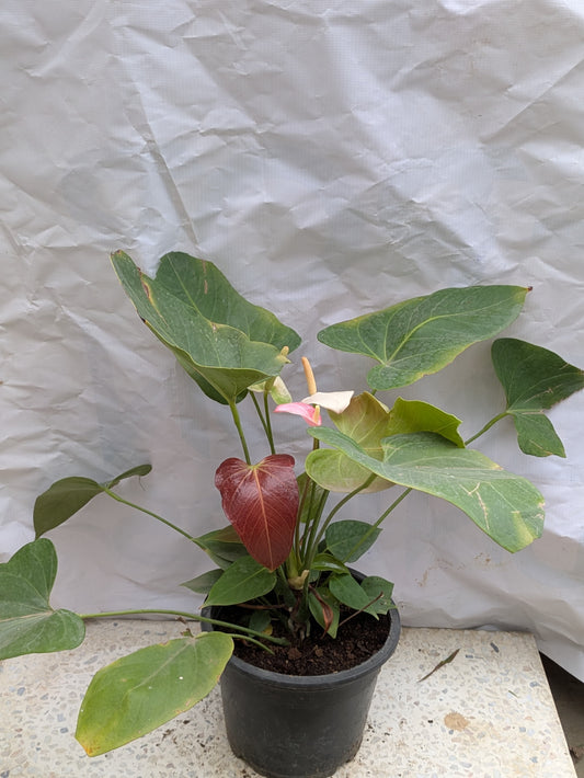 Anthurium