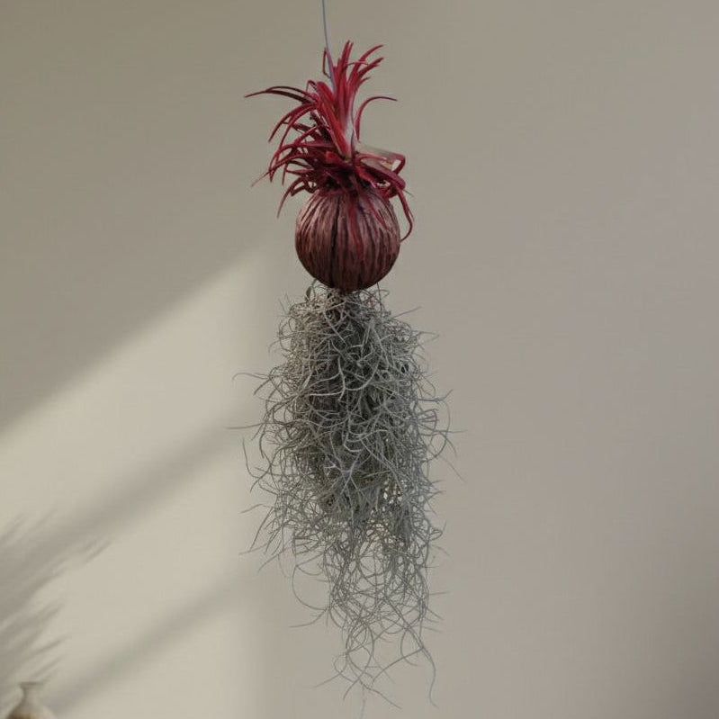 Tillandsia (Airplant) pack of 4