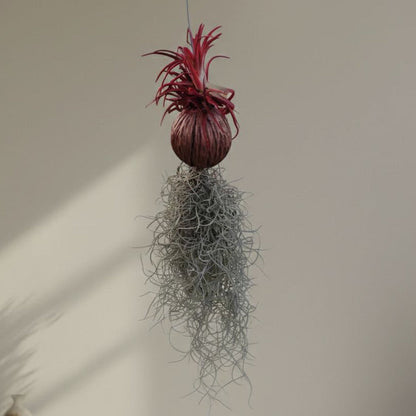 Tillandsia (Airplant) pack of 4