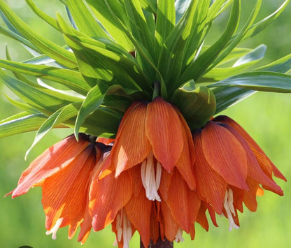 Fritillaria imperialis