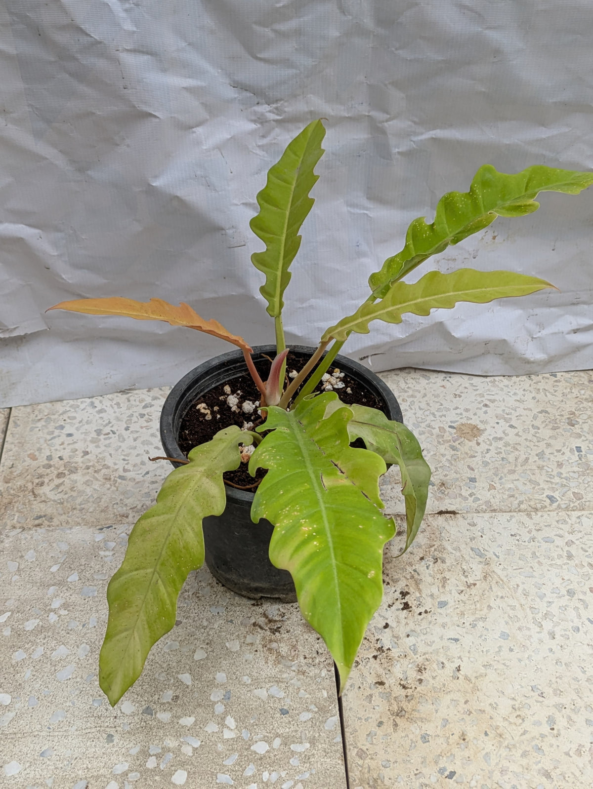 Philodendron ring of fire