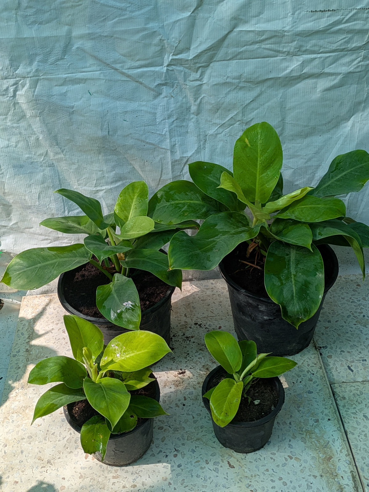Philodendron moonlight