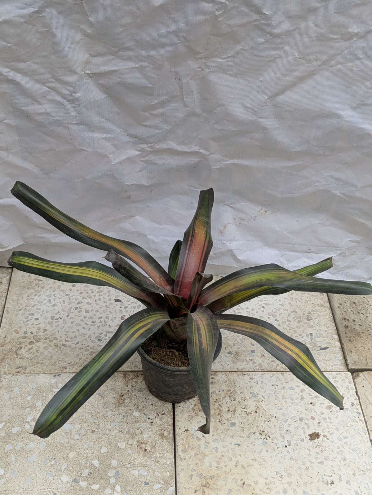 Bromeliad