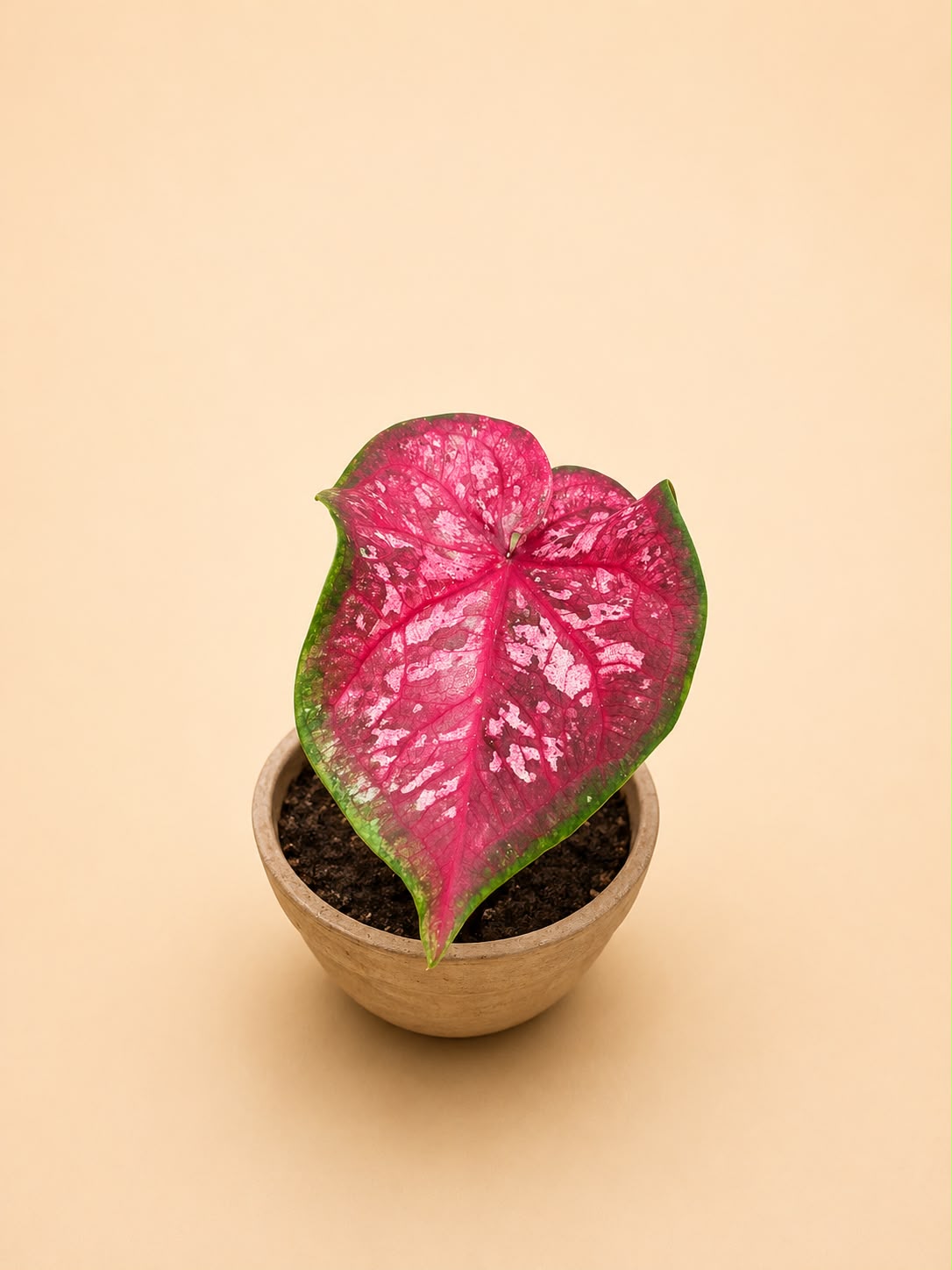 Caladium