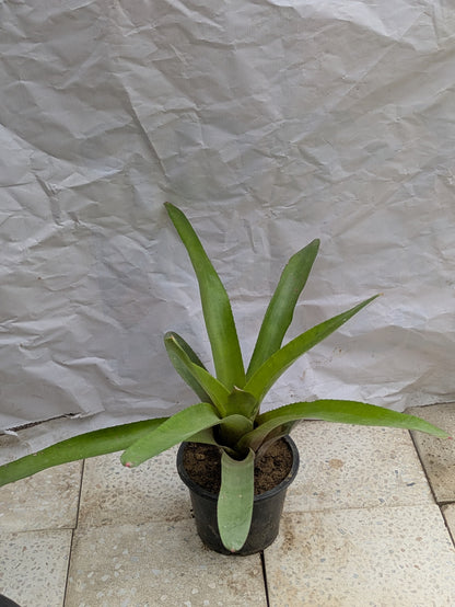Bromeliad