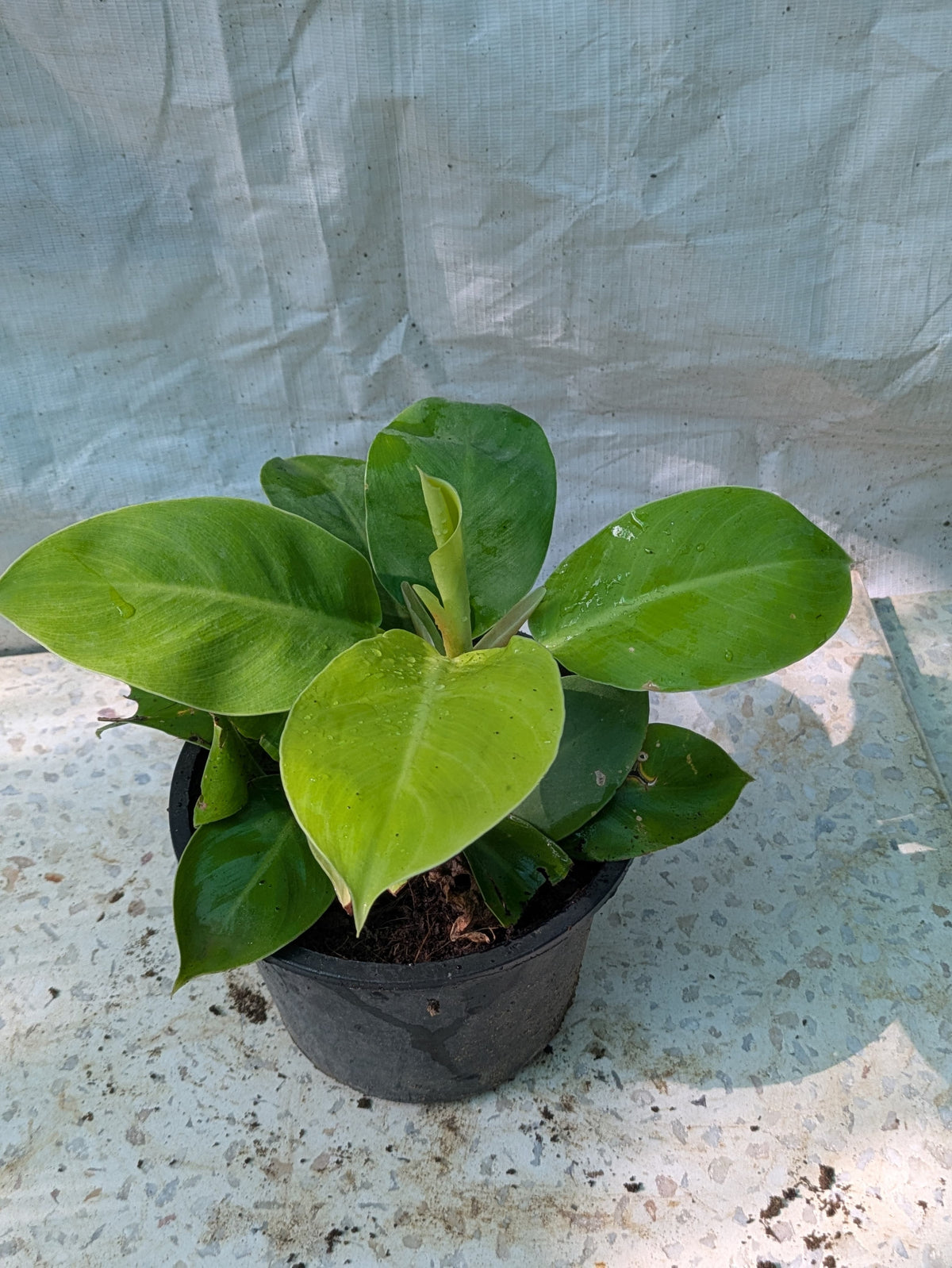 Philodendron moonlight