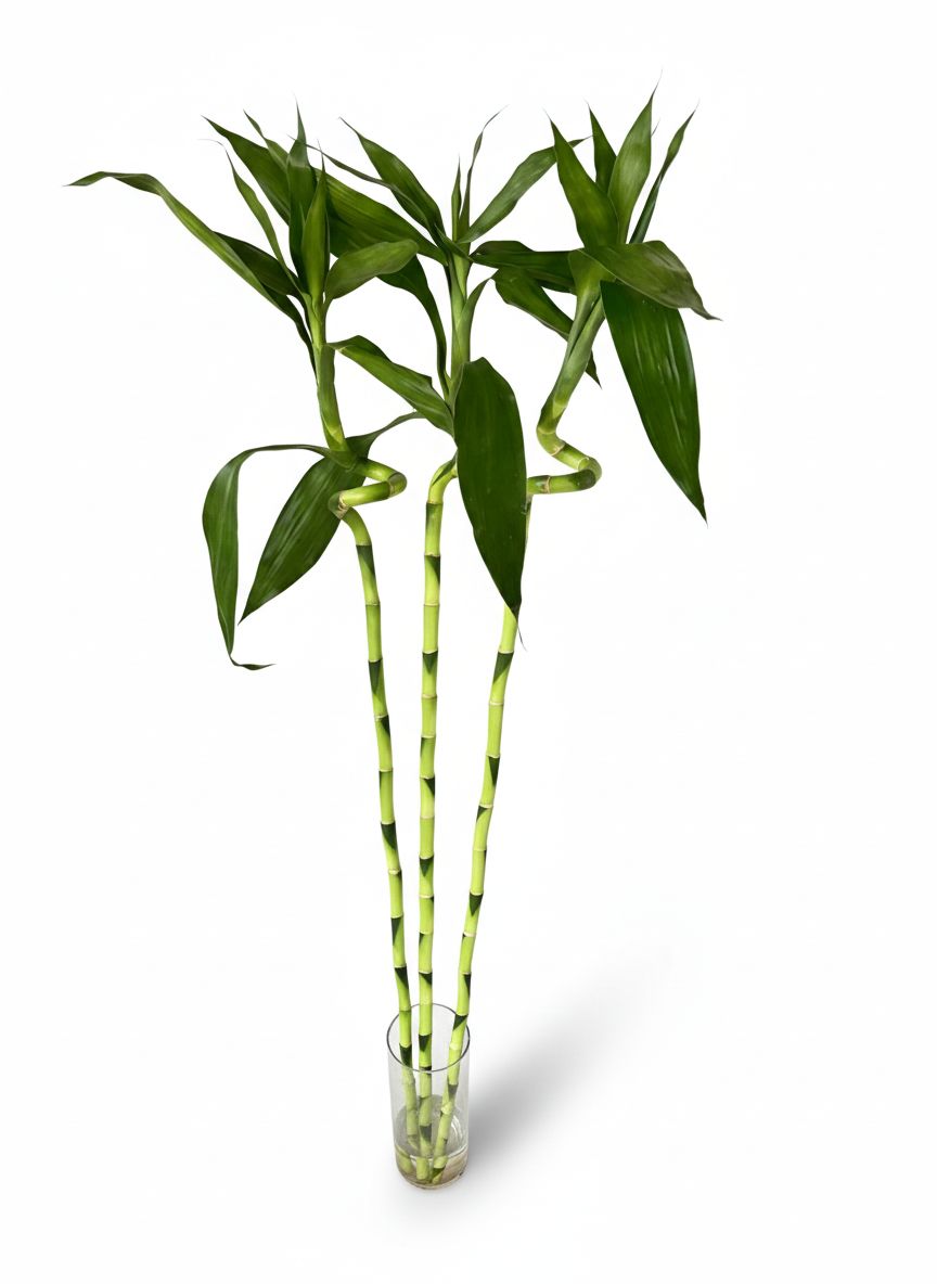 Lucky bamboo Spiral stick large