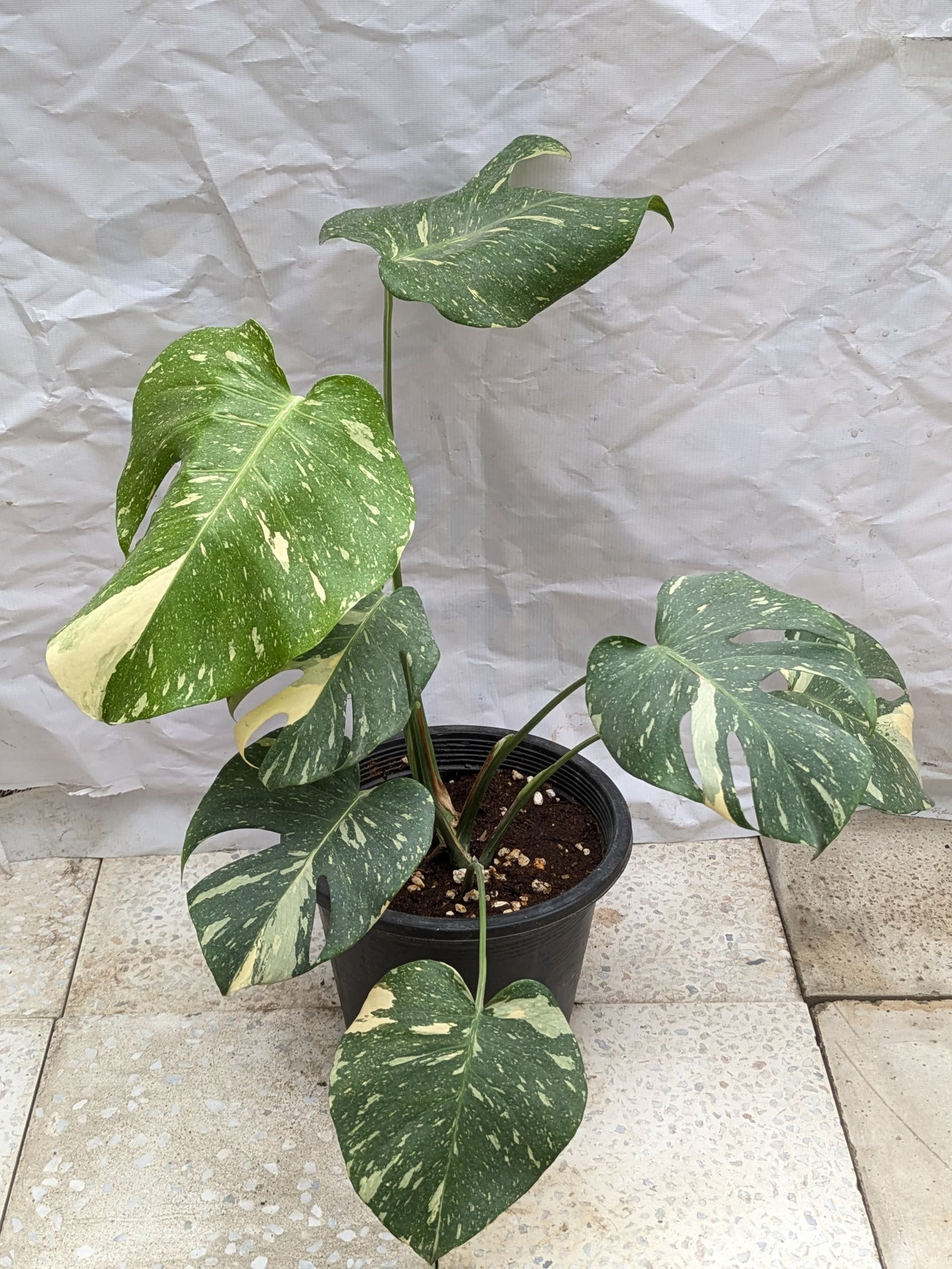 Monstera thai constellation