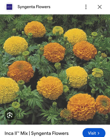 Marigold african genda Paneeri (seedling) per dozen