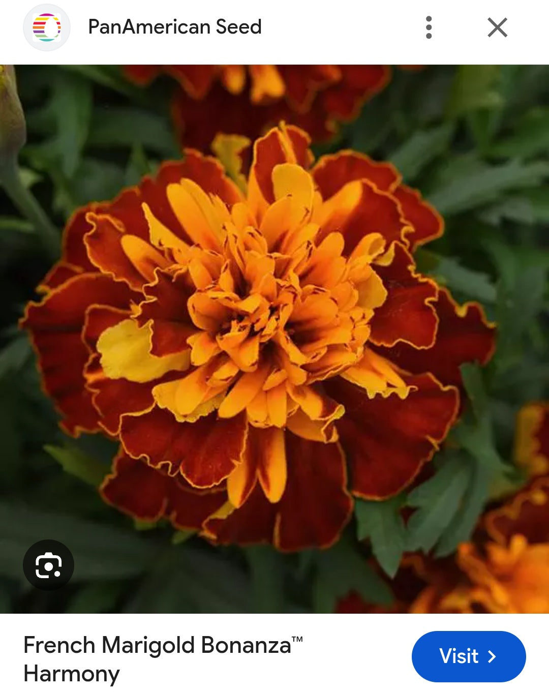 Marigold french jafri Paneeri (seedling) per dozen