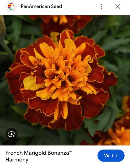 Marigold french jafri Paneeri (seedling) per dozen