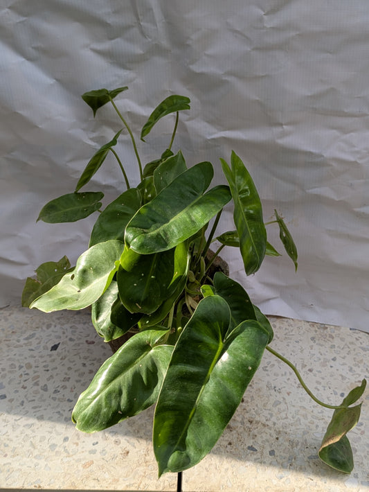 Philodendron burle marx