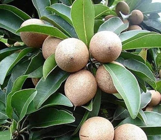 Chikoo (Sapodilla)