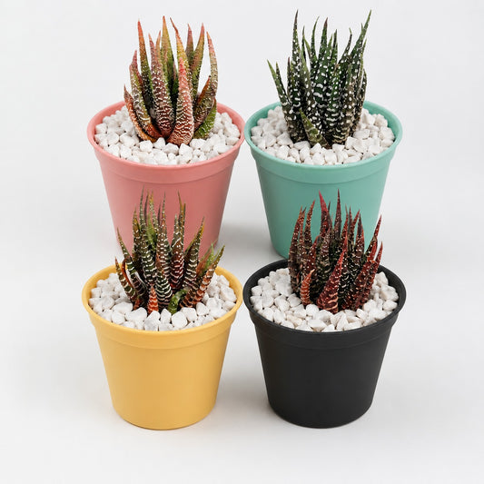 haworthia bundle of 4 in colour pots