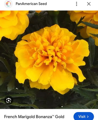 Marigold french jafri Paneeri (seedling) per dozen