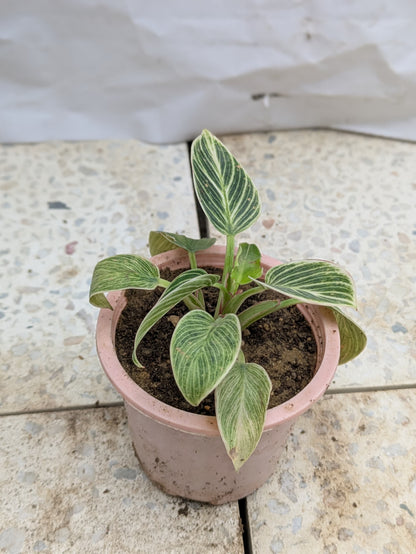 Philodendron birkin dwarf