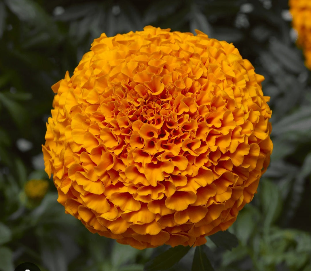 Marigold african genda Paneeri (seedling) per dozen