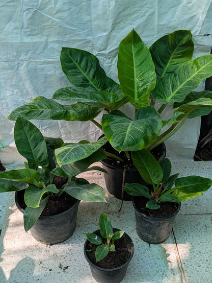 Philodendron melinoni