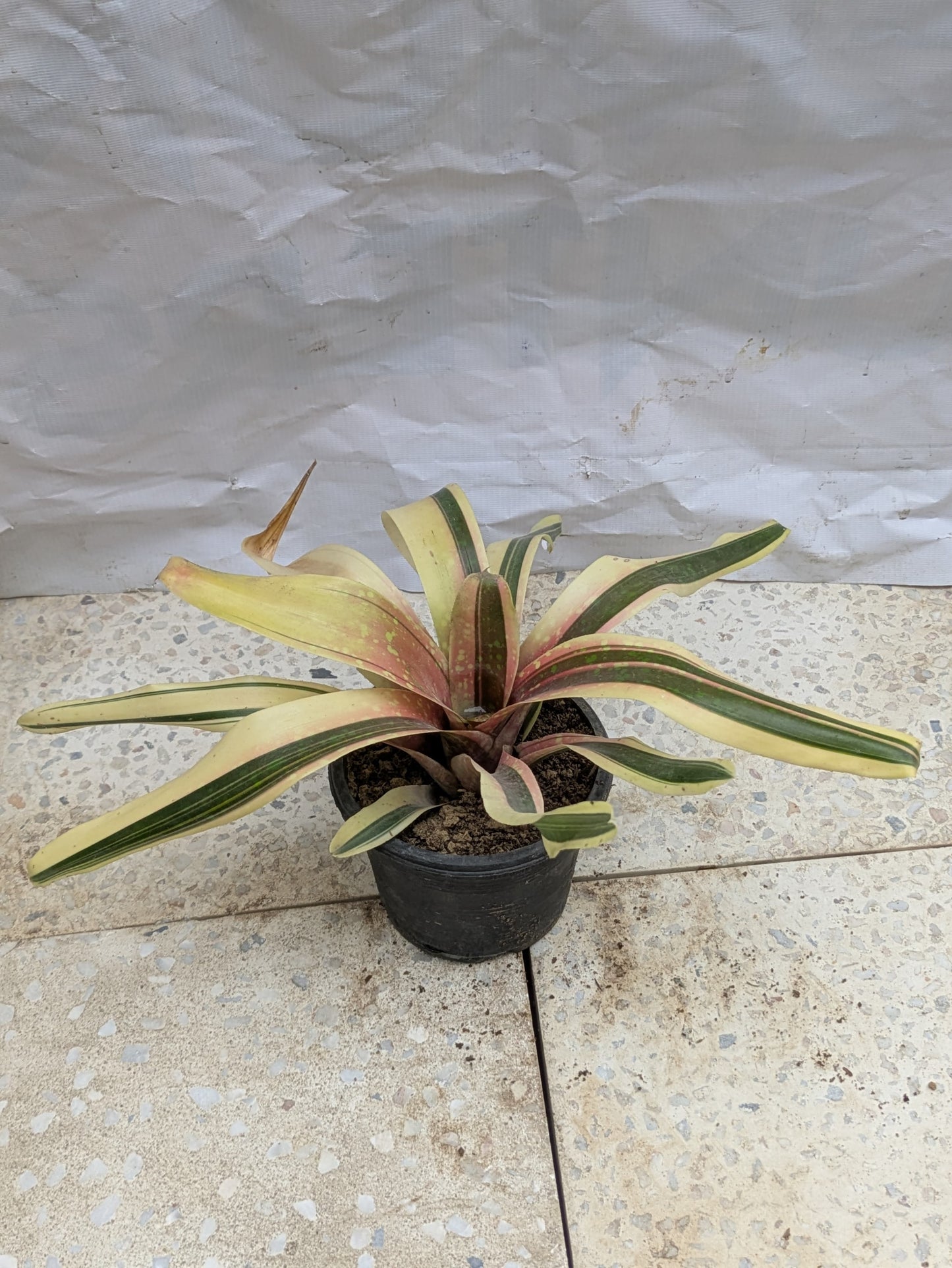 Bromeliad