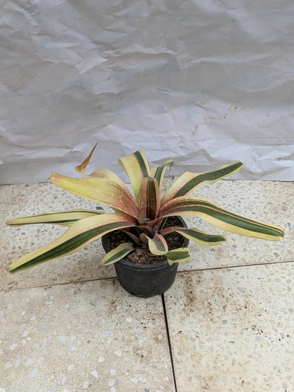 Bromeliad