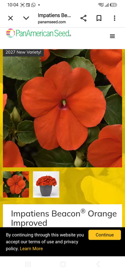 Impatiens Beacon f1  seedling per dozen