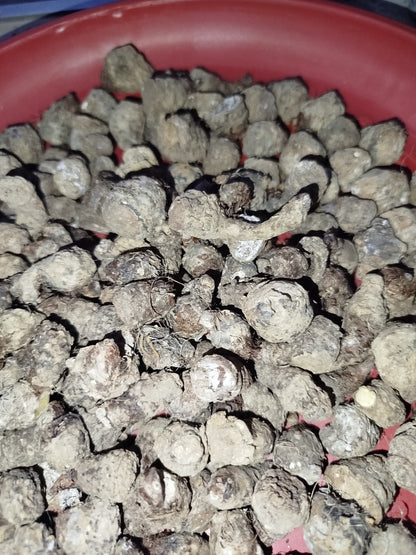 Thai Caladium bulbs